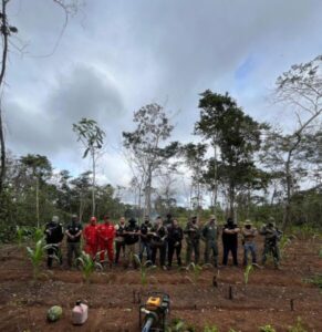 Operação Herba Nefanda erradica mais de 10 mil pés de maconha em Grajaú