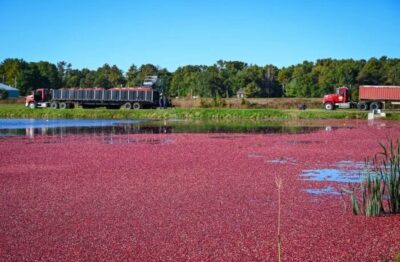 Cranberries impulsionam a cultura alimentar norte-americana