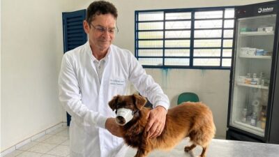 Ações contra o calazar avançam e alcançam 95,5% da meta de encoleiramento