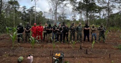 Operação Herba Nefanda erradica mais de 10 mil pés de maconha em Grajaú