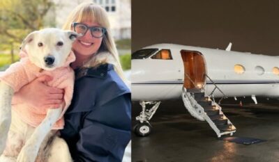 Médica aluga jatinho para cadela não viajar no bagageiro do avião e cruzar o Atlântico