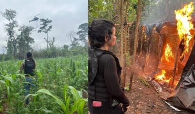 Polícia destrói 10 mil pés de maconha e prende homem em Grajaú