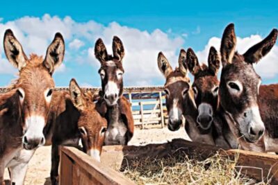 Justiça Federal proíbe abate de jumentos na Bahia