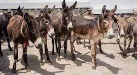 Justiça federal proíbe abate de jumentos no nordeste por risco de extinção