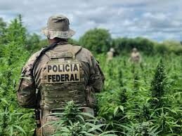 Polícia destrói 10 mil pés de maconha e prende homem em Grajaú