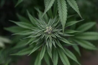 Maconha de uso medicinal recebe nova classificação nos EUA e tem acesso facilitado; entenda