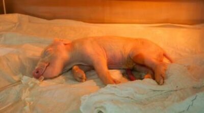 Brasil cria o primeiro porco clonado da América Latina com o objetivo de fornecer órgãos para o SUS; entenda