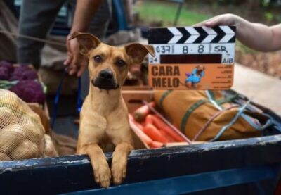 Cachorro caramelo: qual é a sua origem e por que é tão comum na América Latina?