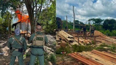 Operação Gurupi incinera mais de quatro mil pés de maconha no Maranhão