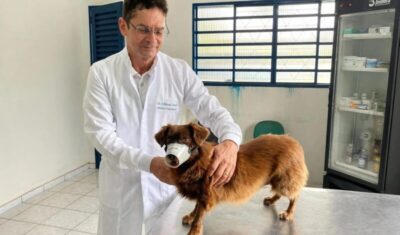 Imperatriz avança no combate ao calazar e atinge 95,5% da meta de encoleiramento