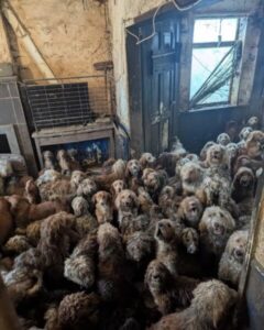 Mais de 250 cães são resgatados no Reino Unido