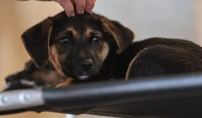 Lei define guarda compartilhada de pets; veja detalhes