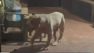 Cachorro pitbull mata mulher em Bacabal, no Maranhão