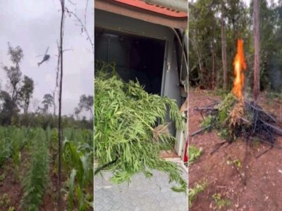 Polícia destrói mais de 10 mil pés de maconha em Grajaú