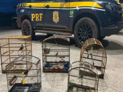 PRF resgata aves silvestres em cativeiro no MA