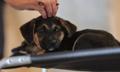 Nova legislação oficializa guarda compartilhada de animais de estimação