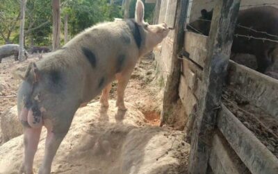 Em Parauapebas, homem morre após ser atacado por porco