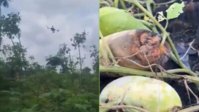 Pulverização de agrotóxicos atinge 222 comunidades rurais no Maranhão em apenas três meses