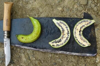 O Segredo das Bananas: Como o ser humano “criou” a fruta que comemos hoje